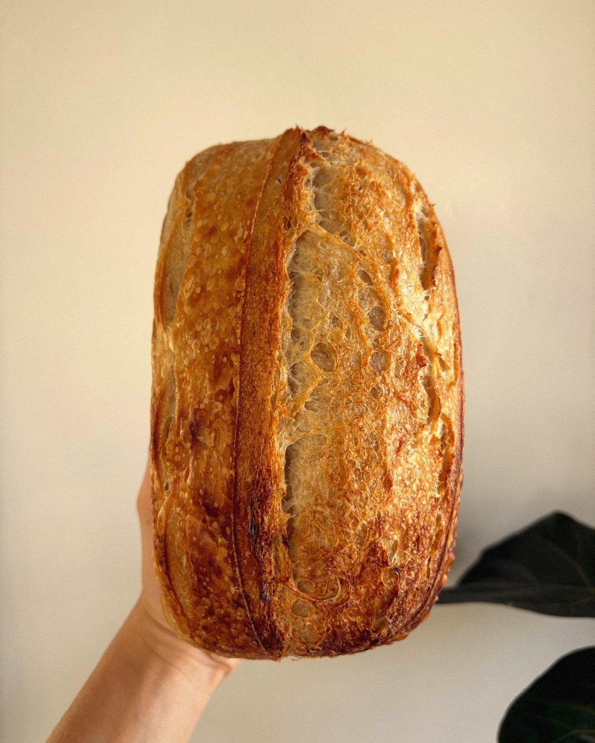 A sourdough loaf held up to the light